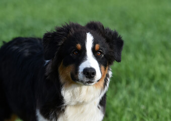 un perro de raza pastor australiano en el campo