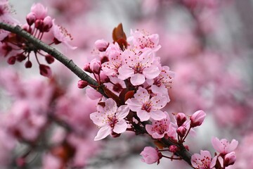 Beautiful spring background with nature. Colorful flowers in spring time. Flowering tree