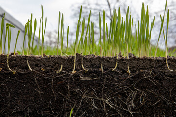 Fototapeta premium Young shoots of wheat with roots