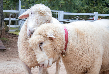 Australian sheep kept by an educational park in Bogor