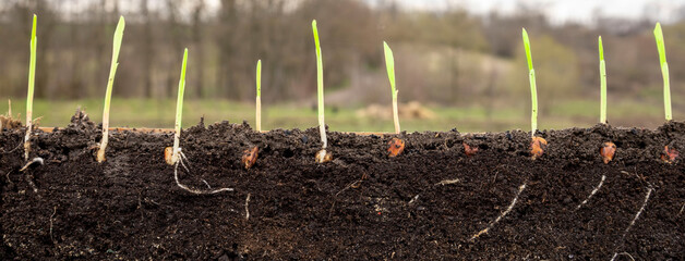 Young shoots of corn with roots