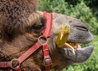 camels kept by an educational park in Bogor