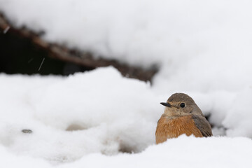 The female redstart (Phoenicurus phoenicurus) in the snow in springtime.

