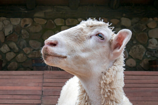 Australian sheep kept by an educational park in Bogor