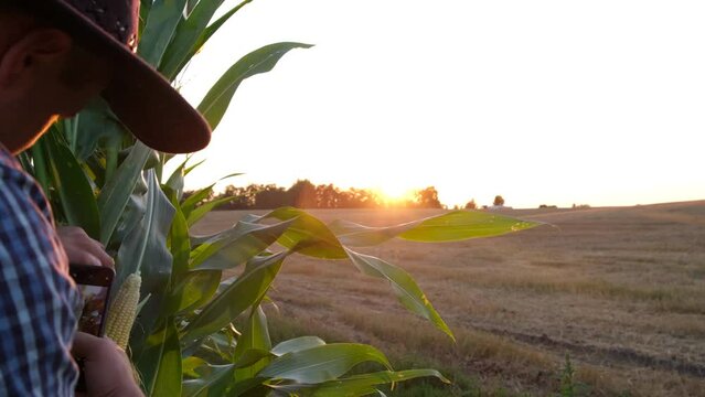 A farmer wearing a blue shirt and hat is taking pictures of the corn crop on a smartphone. 