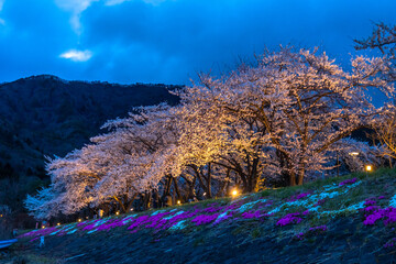 河口湖 桜まつり　夜桜