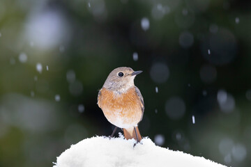 The female redstart (Phoenicurus phoenicurus) in the snow in springtime.
