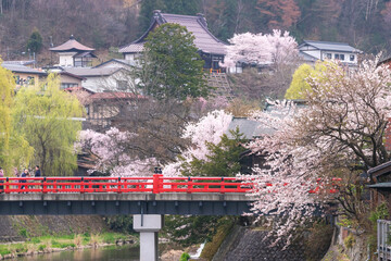 230405中橋桜G033
