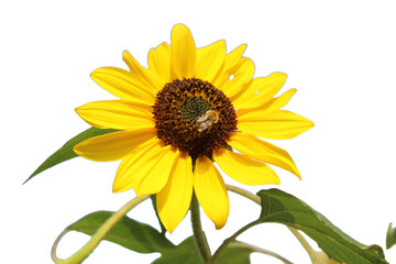 Close up of sunflower with bumblebee on transparent background