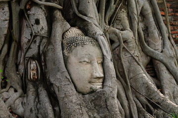 The Buddha's head was tied up by a tree root to the astonishment of those who saw it.