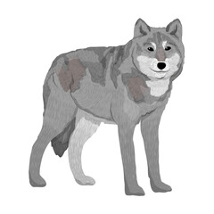 The gray wolf stands and looks ahead. Realistic vector predator