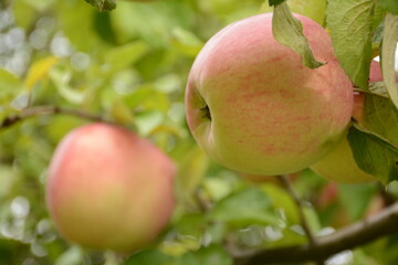 Ripe pink apples on a tree branch in the garden