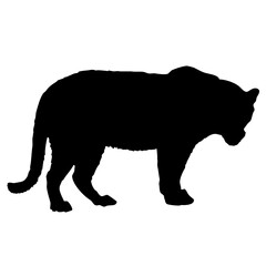 Obraz na płótnie Canvas silhouette of a lion