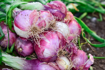 Onion with green leaves and white roots on field soil, Onion farming