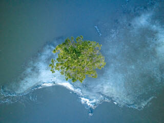 An aerial view of a pine tree growing in flooded area. Spring flood in Akmola Region, Kazakhstan.