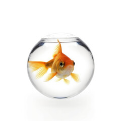 Goldfish in a round aquarium on a white background. Isolation. Generative AI