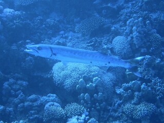 Barracuda on the hunt