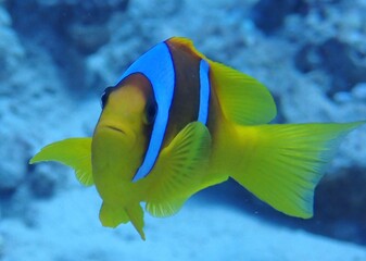 Fototapeta na wymiar Egyptian Clownfish