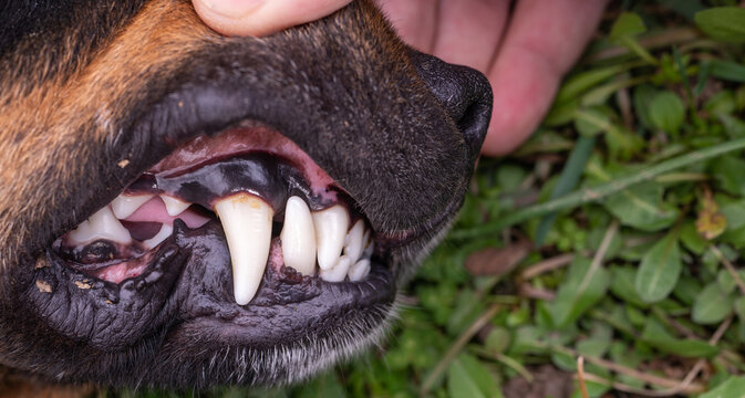 Dental caries dog teeth close-up photography.