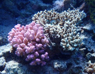 Fototapeta na wymiar Egyptian Corals - 2023