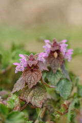 Purple blossom of the read dead-nettle (Lamium purpureum).