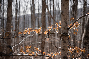 foglie dorate illuminate dal sole