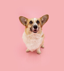 Happy welsh corgi pembroke dog smiling on summer season. Isolated on pink pastel background