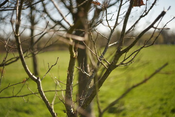 Tree in the woods