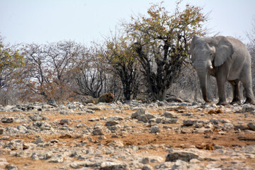 An old elephant walks along the salt marsh to the watering hole. Not far from him lies a lion under the trees. Animals in the natural environment