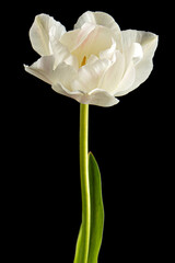 Soft cream tulip flower, isolated on black background