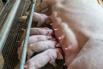 The top view of Many newly born piglets are sleeping on the mother's milk, Momma pig feeding baby...