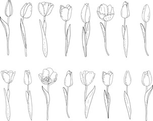 Hand-drawn vector set of outline tulips with shading 