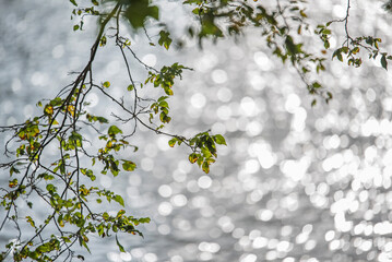 A tree branch with water reflection bokeh in background