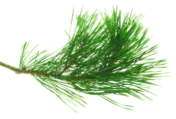 Pine tree branch. Fir twigs with green needles isolated. Winter holiday evergreen decoration, spruce. Cones, pine branch