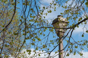 Lamppost In The Park Behind New Spring Leaves