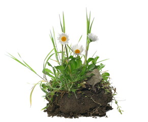 Daisy flowers in spring with green grass, dirt isolated on white background and texture, side view