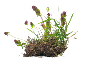 Blooming dead nettles with purple flowers, green grass and soil isolated on white, Lamium purpureum