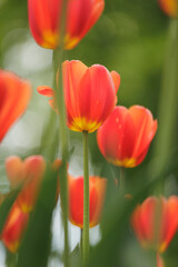 Obraz premium blooming red tulips in park on flower bed. spring fresh flowers in sunlight. grow plants in garden for sale in flower salon. florists, bouquet as gift