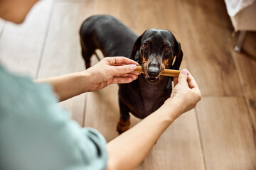 A woman giving a treat to her small, cute dog, after a walk in the park.