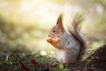 Red Squirrel climbing up in a tree.