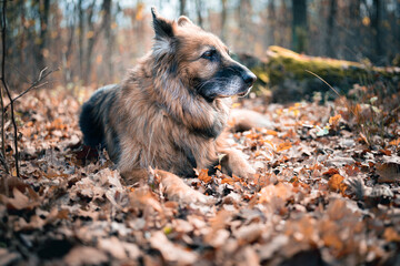 Stary owczarek niemiecki leżący na liściach w jesiennym lesie