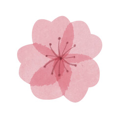 Hand drawn beautiful watercolor sakura flower with transparent petals