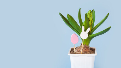 young hyacinth flower in a plastic pot. Easter wooden toys in egg shape and rabbit head on minimal pastel light blue background. kids, child, childhood, eggs hunt concept. copy space, place for text