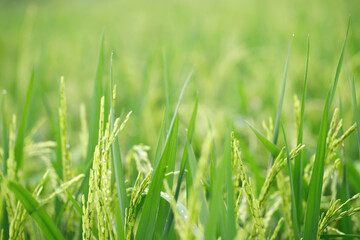 Obraz premium green rice field background close up beautiful yellow rice fields soft focus