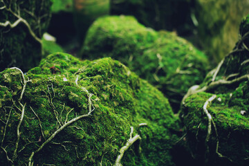 Beautiful Bright Green moss grown up cover the rough stones and on the floor in the forest. Show with macro view. Rocks full of the moss texture in nature for wallpaper. soft focus.
