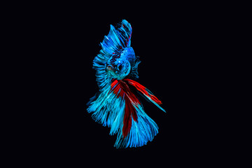 The Siamese fighting fish (Betta splendens), commonly known as the betta, is a freshwater fish native to Southeast Asia