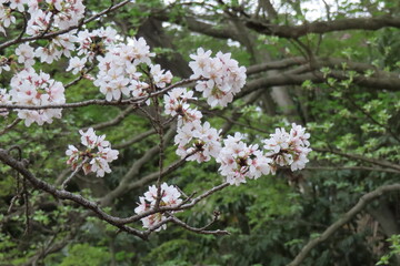 桜開花