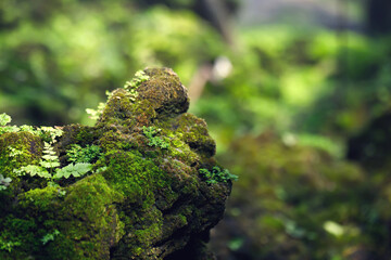 Beautiful Bright Green moss grown up cover the rough stones and on the floor in the forest. Show with macro view. Rocks full of the moss texture in nature for wallpaper. soft focus.