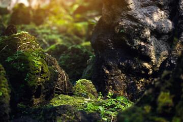 Beautiful Bright Green moss grown up cover the rough stones and on the floor in the forest. Show...