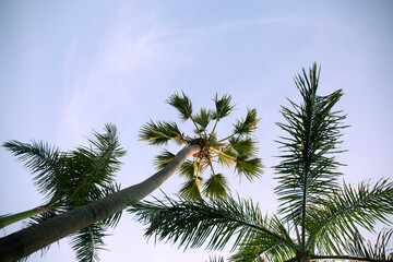 Coconut Palm Trees Bottom Up View in Backlit